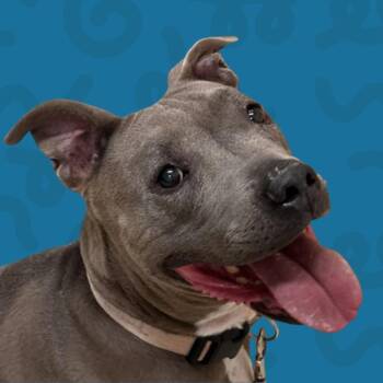 Brandy -  Pit Bull Terrier Dog for Adoption in Reno, Nevada - Brandy | PetCurious