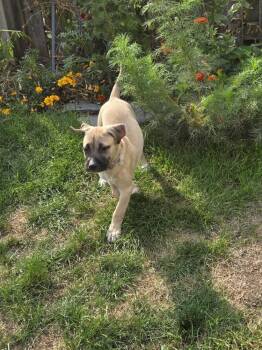 Rod -  Mixed Breed Dog for Adoption in Lincoln Park, Michigan - Rod | PetCurious