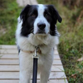 Radar *Available Soon* -  Great Pyrenees and Mixed Breed Dog for Adoption in Dover, New Hampshire - Radar *Available Soon* | PetCurious