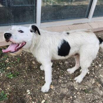 Terrier Dogs Available for Adoption in San Antonio, Texas - BENJI | PetCurious