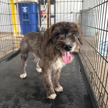 Estrellita (Star) -  Terrier Dog for Adoption in Edinburg, Texas - Estrellita (Star) | PetCurious