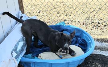 Rescue Pit Bull Terrier and Australian Cattle Dog Blue Heeler Dogs for Adoption in Yreka, California - Dante | PetCurious