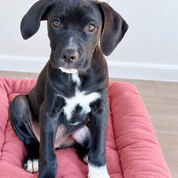 Rhiannon -  Black Labrador Retriever and Great Dane Dog for Adoption in Tylertown, Mississippi - Rhiannon | PetCurious