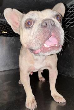 Brownie -  French Bulldog Dog for Adoption in Victorville, California - Brownie | PetCurious