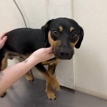 Beagle and Dachshund Dogs Available for Adoption in Pekin, Illinois - Barkley | PetCurious