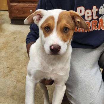 Hound and Mixed Breed Dogs Available for Adoption in Tupelo, Mississippi - Hanzel - 051213U | PetCurious