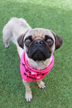 Juanita -  Pug Dog for Adoption in Gardena, California - Juanita | PetCurious