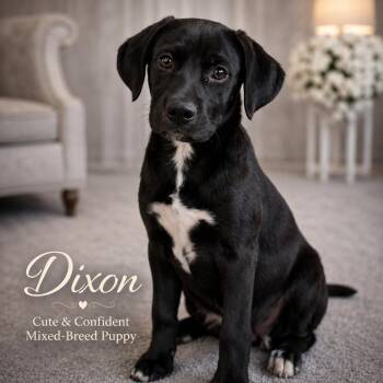 Dixon Maverick -  Labrador Retriever and Black Labrador Retriever Dog for Adoption in Farmington, Missouri - Dixon Maverick | PetCurious