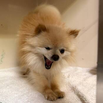 Pomeranian Dogs Available for Adoption in Dallas, Texas - Baron Von Floof | PetCurious