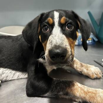 Sandy Sandwich -  Mixed Breed Dog for Adoption in Chattanooga, Tennessee - Sandy Sandwich | PetCurious