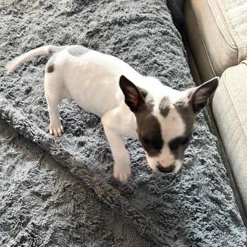 Mixed Breed Dogs Available for Adoption - Reno | PetCurious