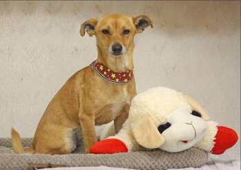 Heath in TX -  Chihuahua Dog for Adoption in Cranston, Rhode Island - Heath In TX | PetCurious