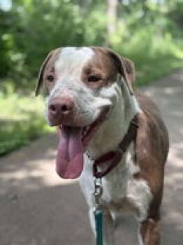 Rescue Pit Bull Terrier Dogs for Adoption in Oskaloosa, Iowa - Taz | PetCurious