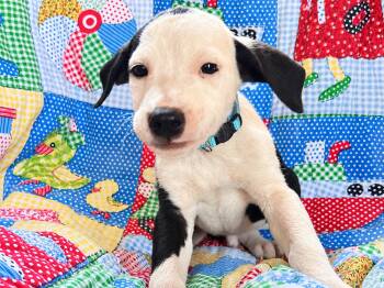 Breakout West -  Boxer Dog for Adoption in Andover, Massachusetts - Breakout West | PetCurious