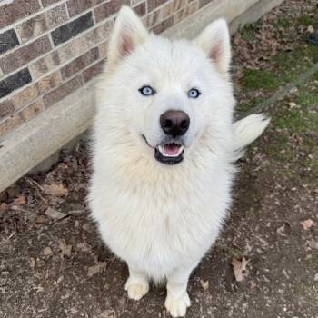 Siberian Husky Dogs Available for Adoption in Kittanning, Pennsylvania - Marshmellow | PetCurious