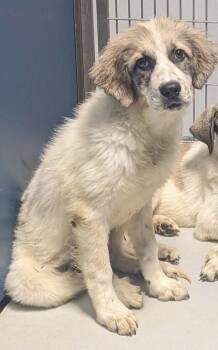 Venus~FOSTER OR FOSTER TO ADOPT NEEDED~ -  Great Pyrenees Dog for Adoption in Minneapolis, Minnesota - Venus~FOSTER OR FOSTER TO ADOPT NEEDED~ | PetCurious