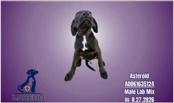 Cody -  Labrador Retriever and Hound Dog for Adoption in Millcreek, Utah - Cody | PetCurious