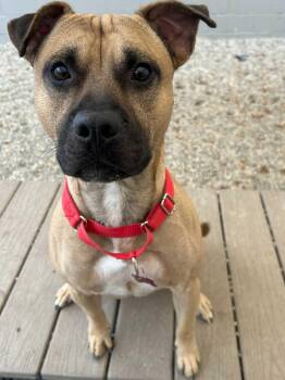 Rescue Mixed Breed and American Staffordshire Terrier Dogs for Adoption in Detroit, Michigan - Scooby | PetCurious