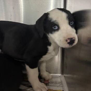 Lida -  Mixed Breed Dog Available for Adoption in Corbin, Kentucky - Lida | PetCurious