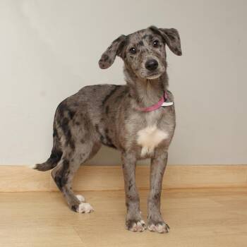 Australian Shepherd and Mixed Breed Dogs Available for Adoption - Sylvia D68468 | PetCurious