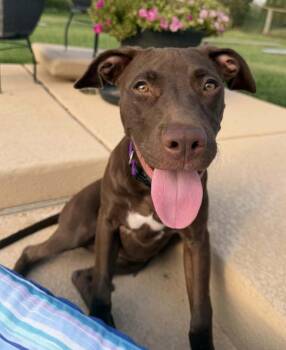 Stevie Nyx -  Pit Bull Terrier and Labrador Retriever Dog for Adoption in Friendswood, Texas - Stevie Nyx | PetCurious