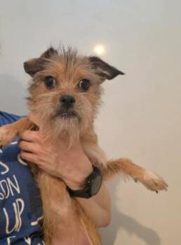 Lizzie -  Yorkshire Terrier and Chihuahua Dog for Adoption in Manvel, Texas - Lizzie | PetCurious