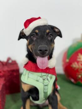 Doberman Pinscher and Labrador Retriever Dogs Available for Adoption - Mistletoe | PetCurious