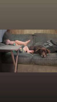 Lady -  Labrador Retriever Dog for Adoption in Ponchatoula, Louisiana - Lady | PetCurious