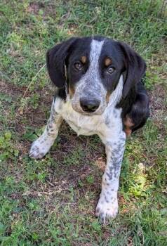 Australian Shepherd and Border Collie Dogs Available for Adoption in Watertown, Connecticut - Goose | PetCurious