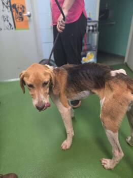 General - At shelter available 10/13 -  Hound Dog for Adoption in Rustburg, Virginia - General - At Shelter Available 10/13 | PetCurious