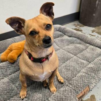 Bella -  Chihuahua Dog for Adoption in Martinsville, Indiana - Bella | PetCurious