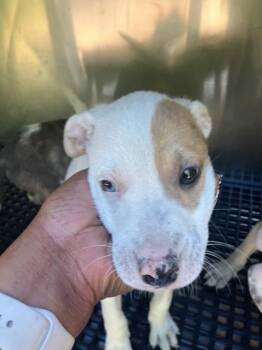 AVERY -  Mixed Breed Dog for Adoption in Dallas, Texas - AVERY | PetCurious