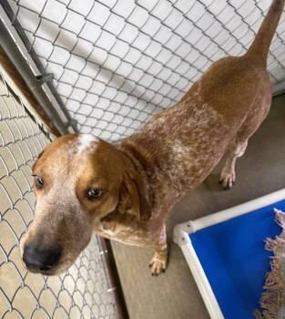 Coonhound and Hound Dogs Available for Adoption - Flint | PetCurious