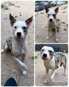 PIPER -  Australian Shepherd Dog for Adoption in Pemberton Township, New Jersey - PIPER | PetCurious