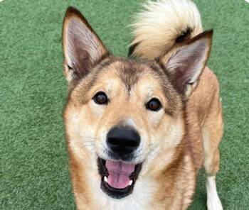 Rescue Jindo Dogs for Adoption in San Ramon, California - Tony | PetCurious
