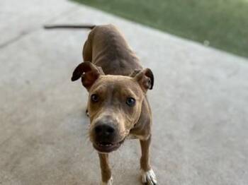 Black Mouth Cur and Mixed Breed Dogs Available for Adoption in Gainesville, Florida - Darla | PetCurious