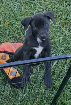 Jewel Yam -  Mixed Breed Dog for Adoption in Yorkville, Illinois - Jewel Yam | PetCurious