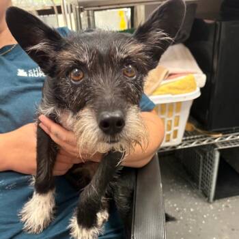 Rupert -  Mixed Breed Dog for Adoption in Columbiana, Alabama - Rupert | PetCurious