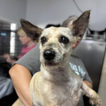 Rescue Cairn Terrier Dogs for Adoption in Columbia, South Carolina - Karissa | PetCurious