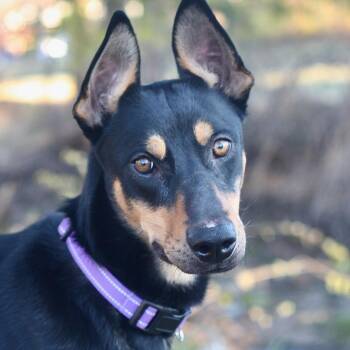 Doberman Pinscher and Hound Dogs Available for Adoption - Blitzen | PetCurious