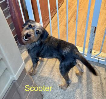 Scooter -  Wirehaired Terrier Dog for Adoption in Kings Mountain, North Carolina - Scooter | PetCurious