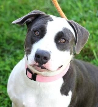 Peach -  Mixed Breed Dog for Adoption in Hamilton, Ohio - Peach | PetCurious