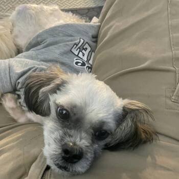 Trilogy -  Shih Tzu Dog for Adoption in Hilton, New York - Trilogy | PetCurious