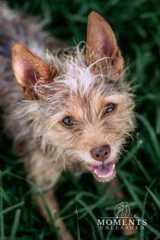 Coco -  Yorkshire Terrier Dog for Adoption - Coco | PetCurious