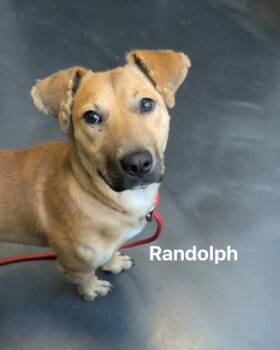 Rescue Mixed Breed Dogs for Adoption in Vaudreuil-dorion, Quebec - Randolph | PetCurious