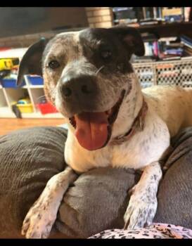 Vada -  Mixed Breed Dog for Adoption in Bonifay, Florida - Vada | PetCurious