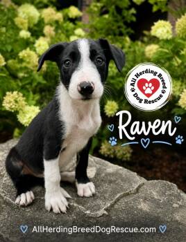 Raven -  Border Collie Dog for Adoption in Joliet, Illinois - Raven | PetCurious