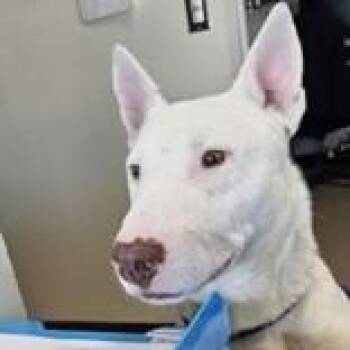 Bull Terrier Dogs Available for Adoption - Enzo  | PetCurious