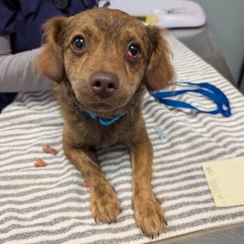 Theo -  Chihuahua and Shih Tzu Dog for Adoption in New Castle, Delaware - Theo | PetCurious