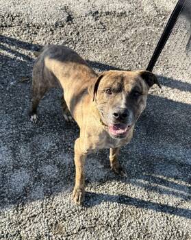 Rescue Mixed Breed Dogs for Adoption in Valparaiso, Indiana - Tupac | PetCurious